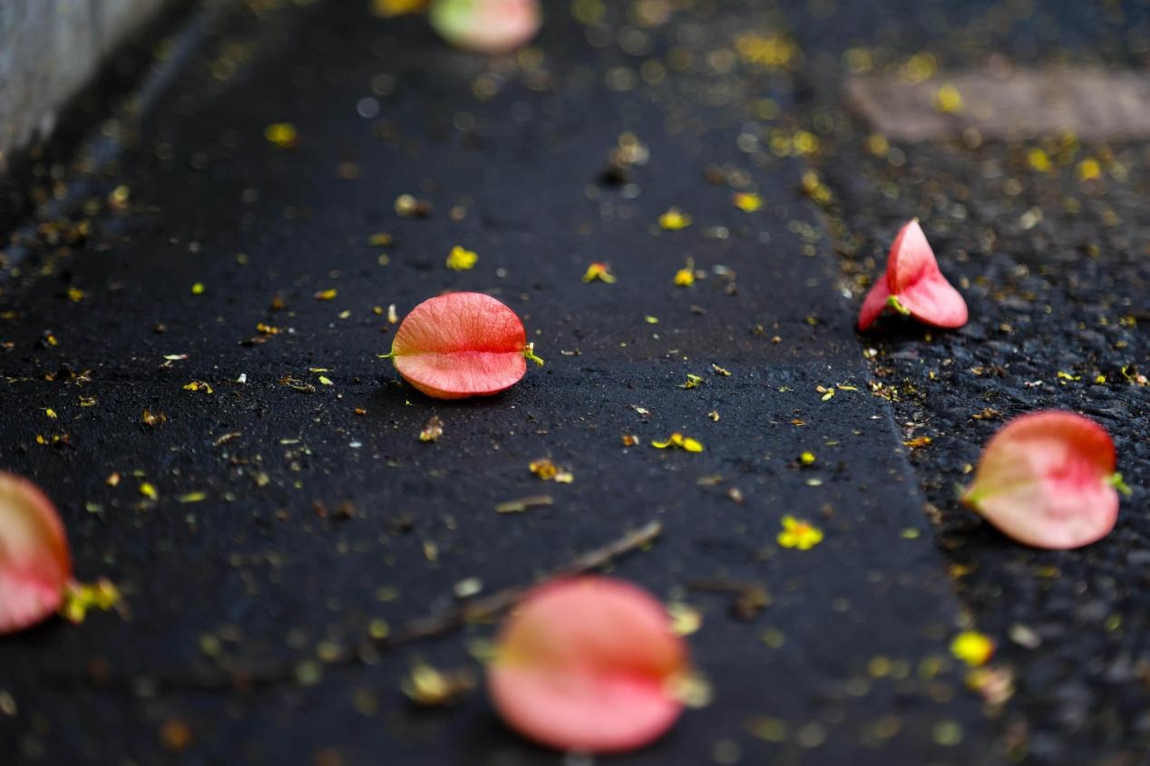 掉落在地上的欒樹(shù)果。許龍春攝