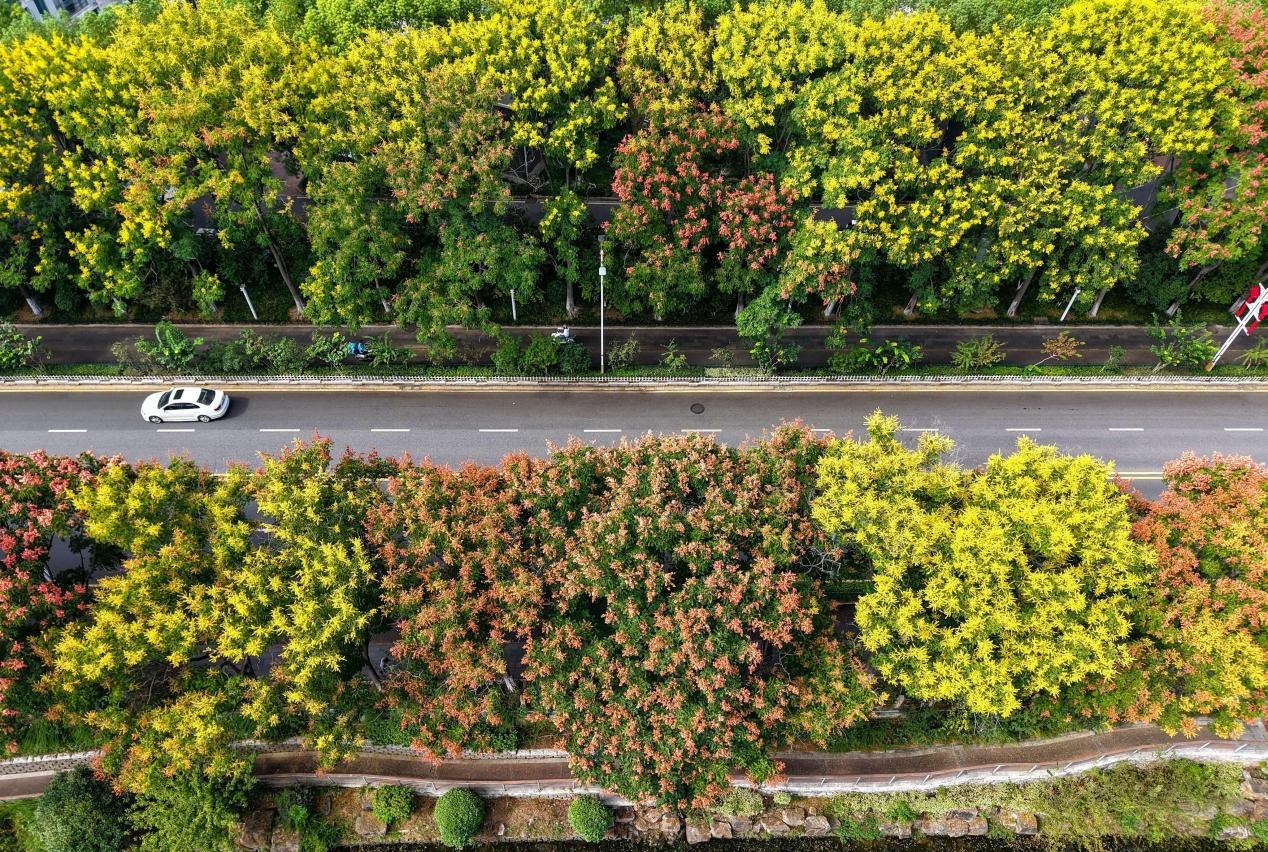 浦口區(qū)道路兩旁的欒樹。許龍春攝