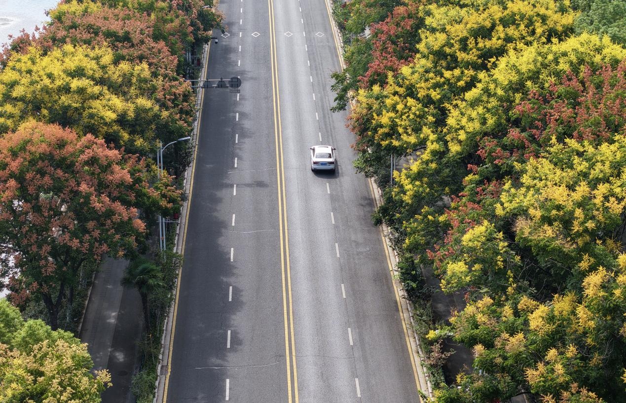 浦口區(qū)道路兩旁的欒樹。許龍春攝