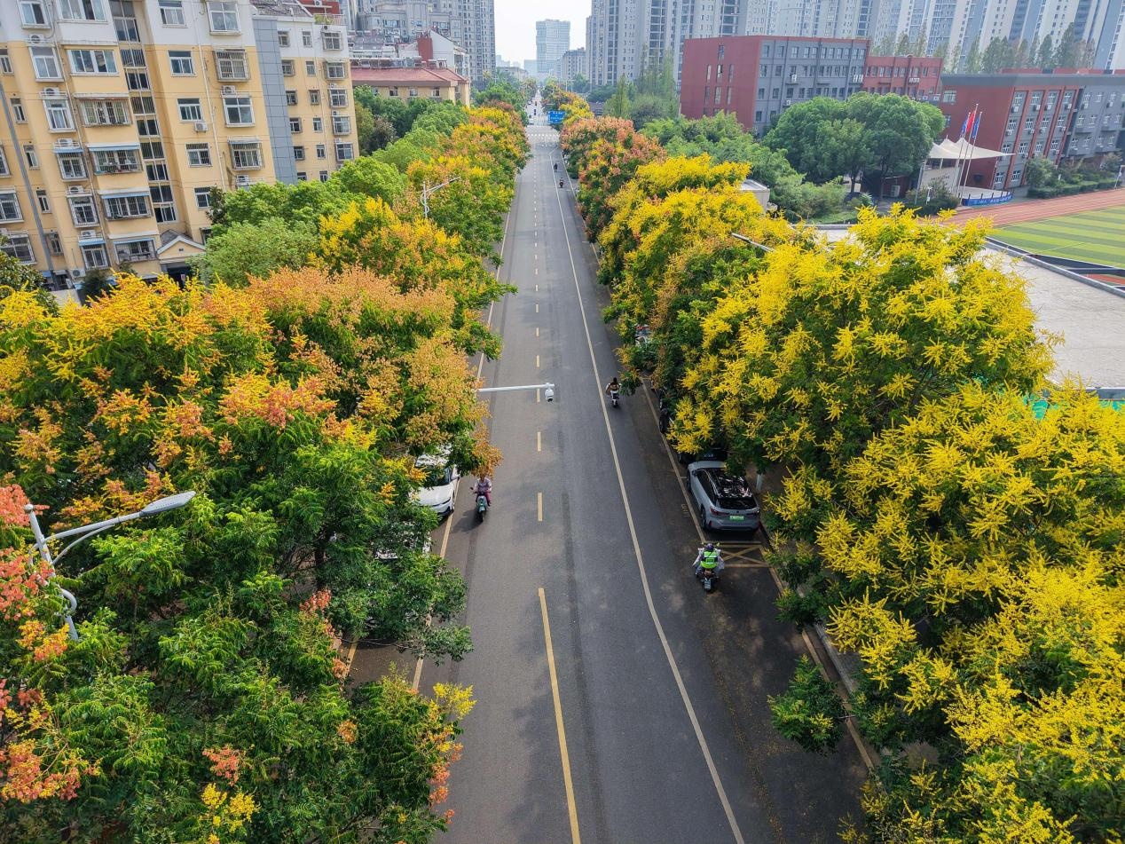 浦口區(qū)道路兩旁的欒樹。許龍春攝