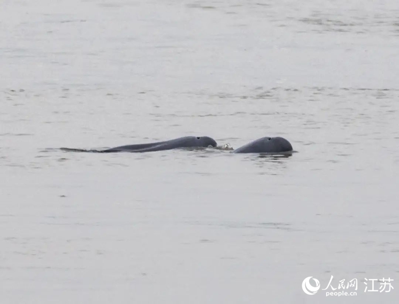 在南京長江新濟洲國家濕地公園拍到的江豚。人民網(wǎng)記者 王丹丹攝