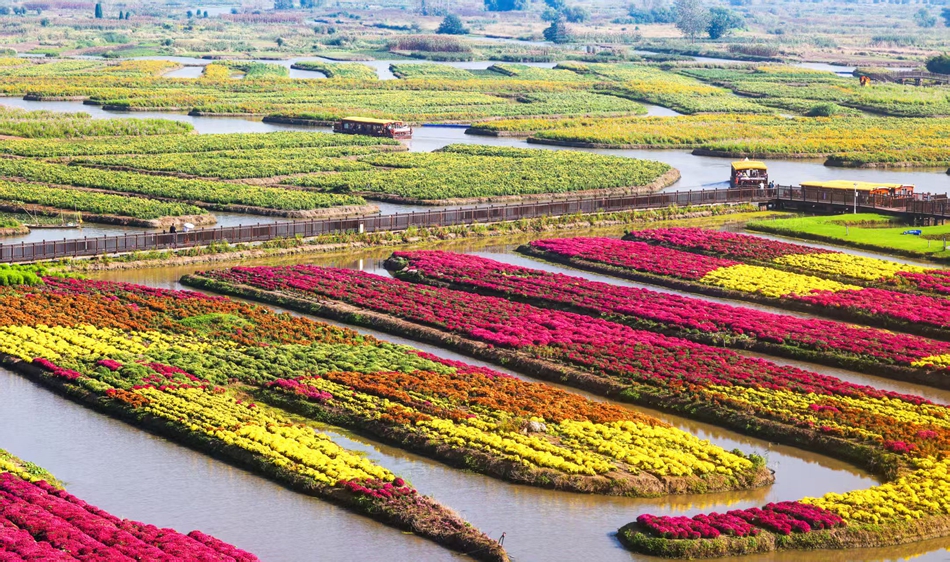 游客在垛田間乘船賞菊。史道智攝