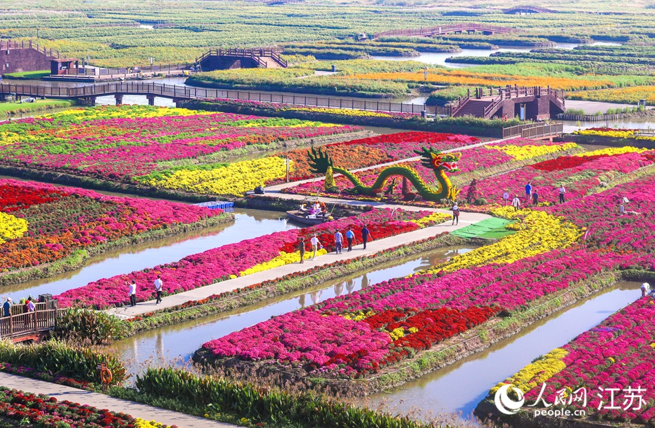 垛田上種滿各色菊花。人民網(wǎng)記者 王丹丹攝