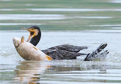 正在捕食的鸕鶿。南京市生態(tài)環(huán)境局供圖