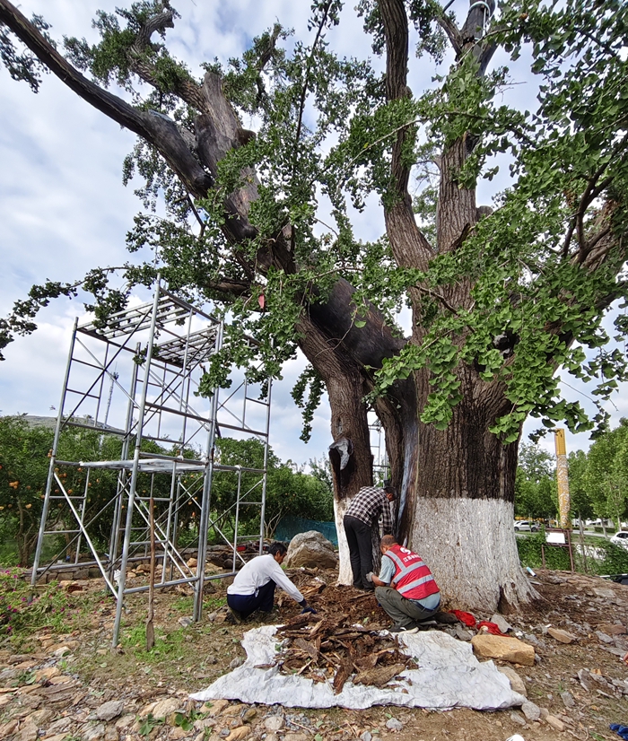 工作人員對(duì)銀杏古樹進(jìn)行救護(hù)。云臺(tái)山景區(qū)供圖