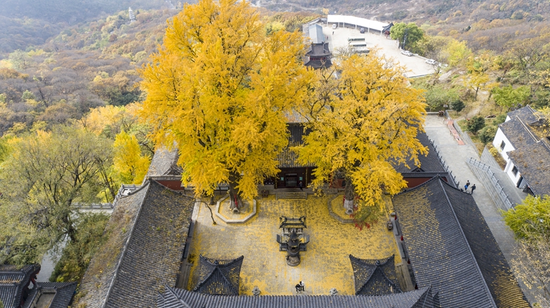 景區(qū)內(nèi)的兩顆銀杏古樹。云臺(tái)山景區(qū)供圖