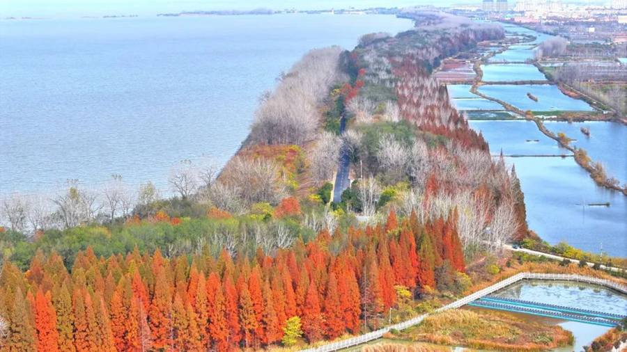 洪澤湖畔層林盡染?；窗彩薪煌ㄟ\(yùn)輸局供圖