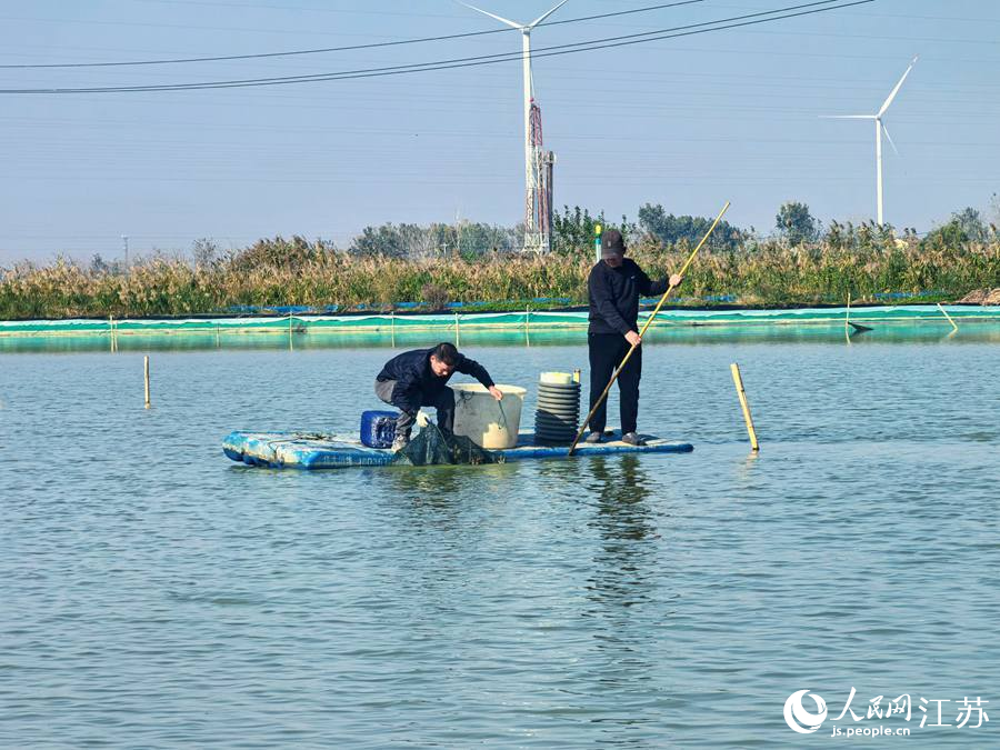 西順河大閘蟹養(yǎng)殖基地，蟹農(nóng)正在起網(wǎng)捕撈螃蟹。人民網(wǎng) 崔小倩攝