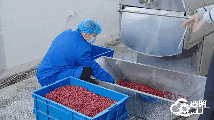 工作人員對采摘的新鮮山茱萸進行加工。