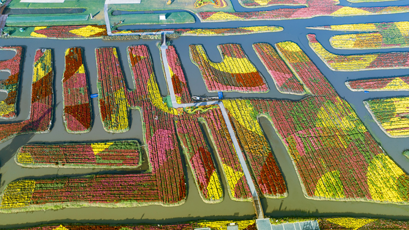 垛田花海。興化市委宣傳部供圖