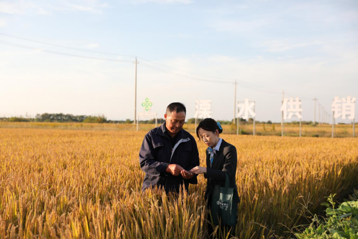 沈愛(ài)保向農(nóng)行信貸員展示稻谷。農(nóng)行江蘇省分行供圖