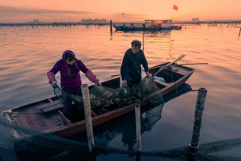 湖區(qū)養(yǎng)殖戶捕撈大閘蟹。蘇州市陽澄湖大閘蟹行業(yè)協(xié)會(huì)供圖