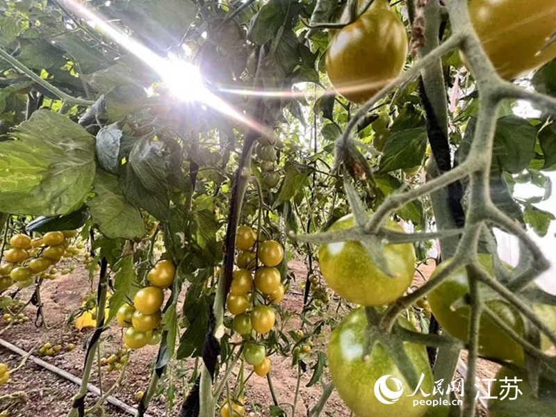 大棚里，新鮮的小番茄靜待采摘。人民網(wǎng) 任曉燃攝