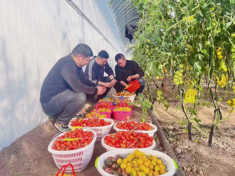 尚慶（中）幫助農(nóng)戶檢查小番茄品質(zhì)。受訪者供圖