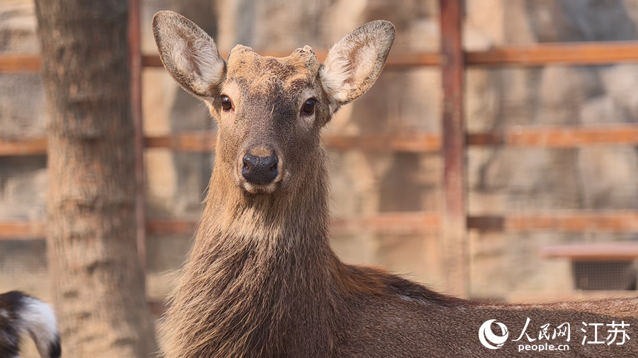 “七河八島”已成為揚州的“城市綠肺”與“生態(tài)走廊”。人民網(wǎng) 徐晨曦攝
