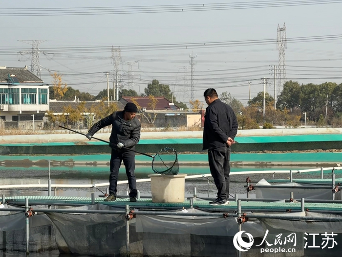 泰興市姚王街道江沙蟹迎來豐收季。 人民網(wǎng) 任曉燃攝