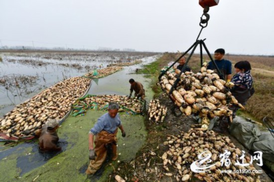 萬畝荷塘喜豐收(全媒體稿件)(1150609)-20201201091011