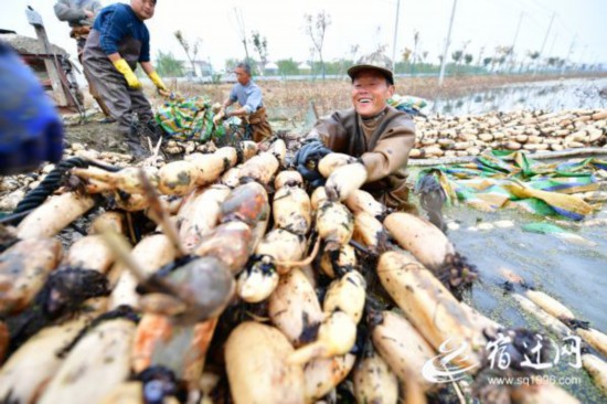 萬畝荷塘喜豐收(全媒體稿件)(1150605)-20201201091004