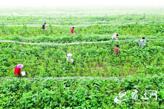 QQ圖片20210823163856(1597144)-20210824082558