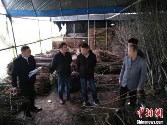 頂格處罰逐家“過堂”:“花鄉(xiāng)沭陽”花木電商產(chǎn)業(yè)“刮骨療傷”