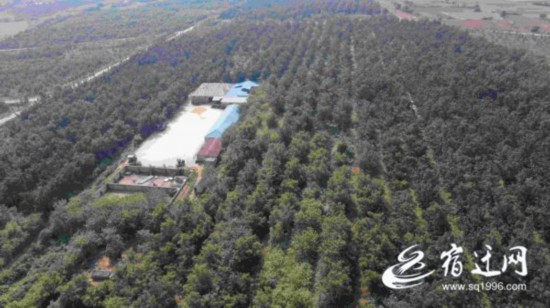 10萬畝碧根果喜豐收(全媒體)(1730718)-20211103092953