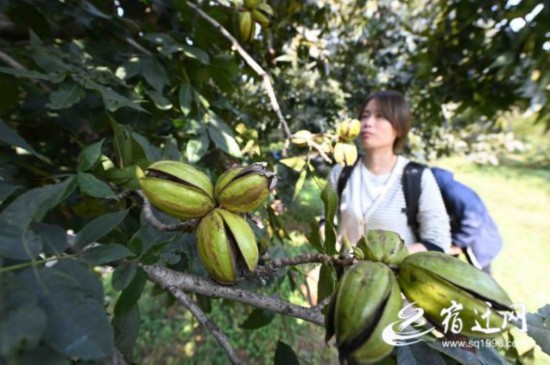 10萬畝碧根果喜豐收(全媒體)(1730712)-20211103092958