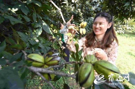 10萬畝碧根果喜豐收(全媒體)(1730713)-20211103092955