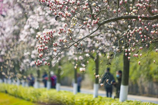 3��8�������껨�_(t��i)�L(f��ng)���^(q��)�����m����(sh��)�ѻ��M֦�^���G�����㣬�o�ο͎���(l��i)����Ě�Ϣ�� �Ͼ���?q��ng)?b��o)/�Ͻ�ɽ��?d��ng)��?�T�M �z