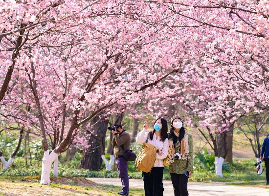 ���գ��Ͼ���ɽֲ��@��(n��i)����ʮ�����Ʒ�N�������ѡ����M(j��n)��ʢ��������ɫ�Ļ������(m��ng)�ƻã������箋(hu��)��������������ǰ��(l��i)̤�����p�ѡ����գ��������ô����� �Ͼ���?q��ng)?b��o)/�Ͻ�ɽ��?d��ng)��?���ʻ� ͨӍ�T �؁��� �z