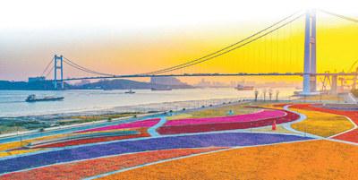 長江靖江段岸線經(jīng)整治后，變身音樂花海廣場。盛義攝