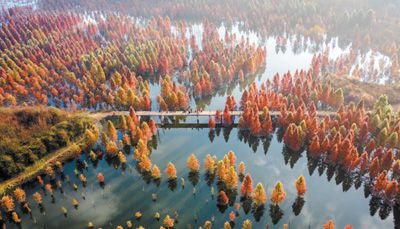 云南省昆明市盤龍區(qū)甸尾村水杉濕地，水杉林色彩艷麗，景色如畫。  新華社記者 胡 超攝