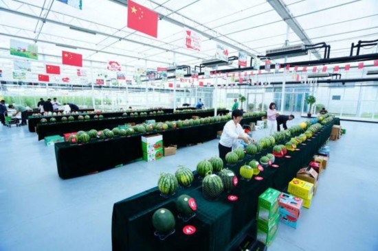 東臺西瓜,皮薄瓤鮮汁多