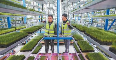 連云港市海州區(qū)5G智慧農場育秧室內，工人在查看水稻秧苗生長情況。王健民攝（影像中國）