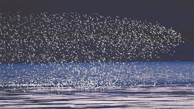 萬鳥翔集。孫家錄攝（人民視覺）