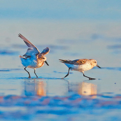 勺嘴鷸。李東明攝（人民視覺）