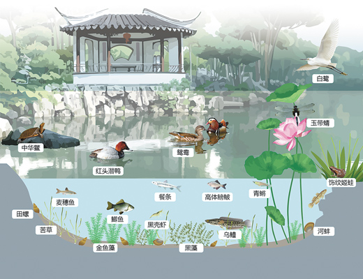 拙政園水體生態(tài)系統(tǒng)模式示意圖。佟 浩 孟令微制
