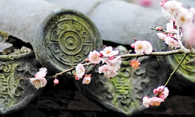 南京梅崗景區(qū)盛開的梅花。馮 芃攝（人民視覺）