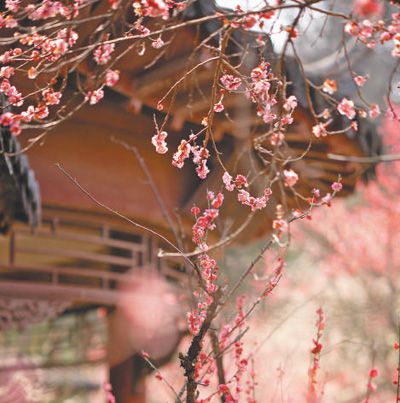 梅花與仿古建筑相映成趣。博 瀾攝（人民視覺）