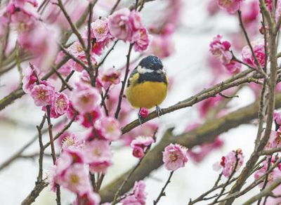 一只黃腹山雀停留在梅花“粉紅朱砂”枝頭。黃昱東攝（人民視覺）