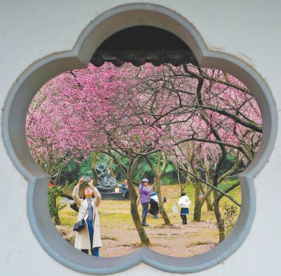 游客在南京一處景區(qū)拍攝梅花。網(wǎng)友“二馬”攝（本圖為欄目與南京廣播電視臺(tái)微博聯(lián)合征圖活動(dòng)入選圖片）