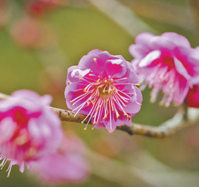 綻放的梅花“南京紅”。黃昱東攝（人民視覺）