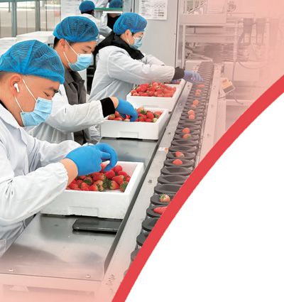 鹽都現(xiàn)代農(nóng)業(yè)產(chǎn)業(yè)示范園內(nèi)，工作人員嚴(yán)格進(jìn)行草莓選果。本報(bào)記者 劉樂藝攝