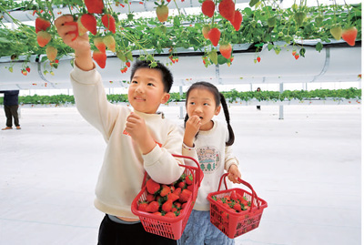 孩子們在懸掛式草莓大棚里采摘。
