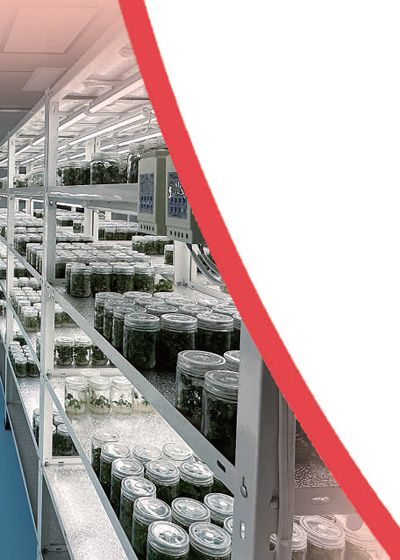 鹽都現(xiàn)代農(nóng)業(yè)產(chǎn)業(yè)示范園育苗中心內(nèi)，擺滿了正在培育的草莓種苗。本報(bào)記者 劉樂藝攝