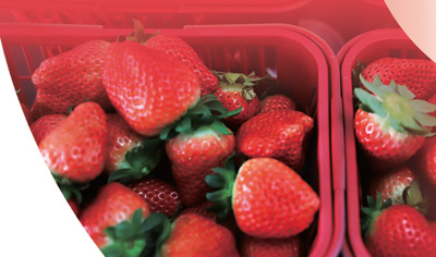 鹽都草莓。