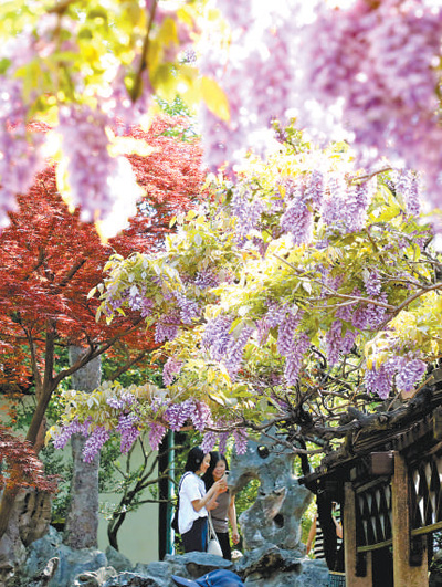 江蘇省蘇州市獅子園紫藤垂瀑，游客漫步其間。杭興薇攝