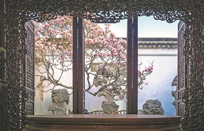 蘇州市網(wǎng)師園內(nèi)，已有200多年樹(shù)齡的二喬玉蘭應(yīng)期綻放。王震杰攝