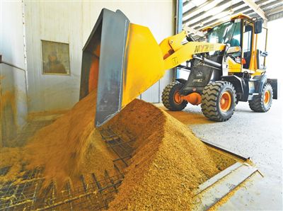 裝載機將小麥鏟入烘干機進料口。以上圖片均為計海新攝（人民視覺）