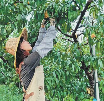 張燁琳在桃園忙碌。謝 宸攝