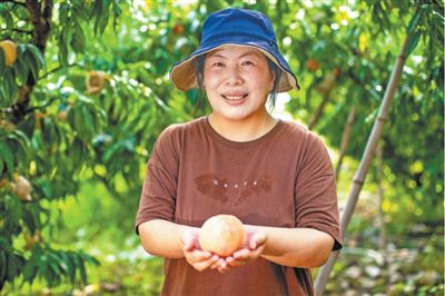 高淼潔家的桃園喜獲豐收。王藺廉?dāng)z